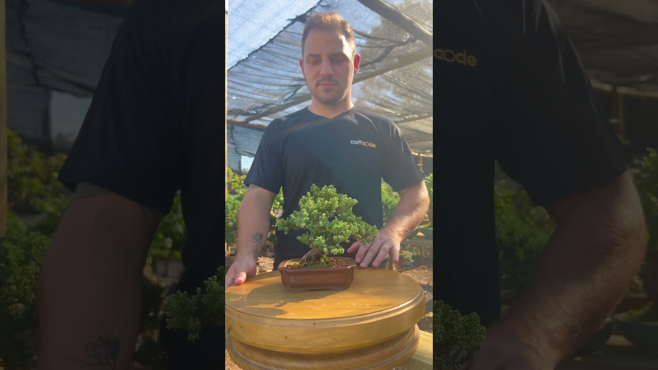 Bonsai Procumbens 14 anos