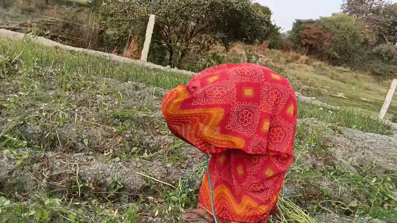 सरसों धो रही हूं दोस्तों#comedy #video #