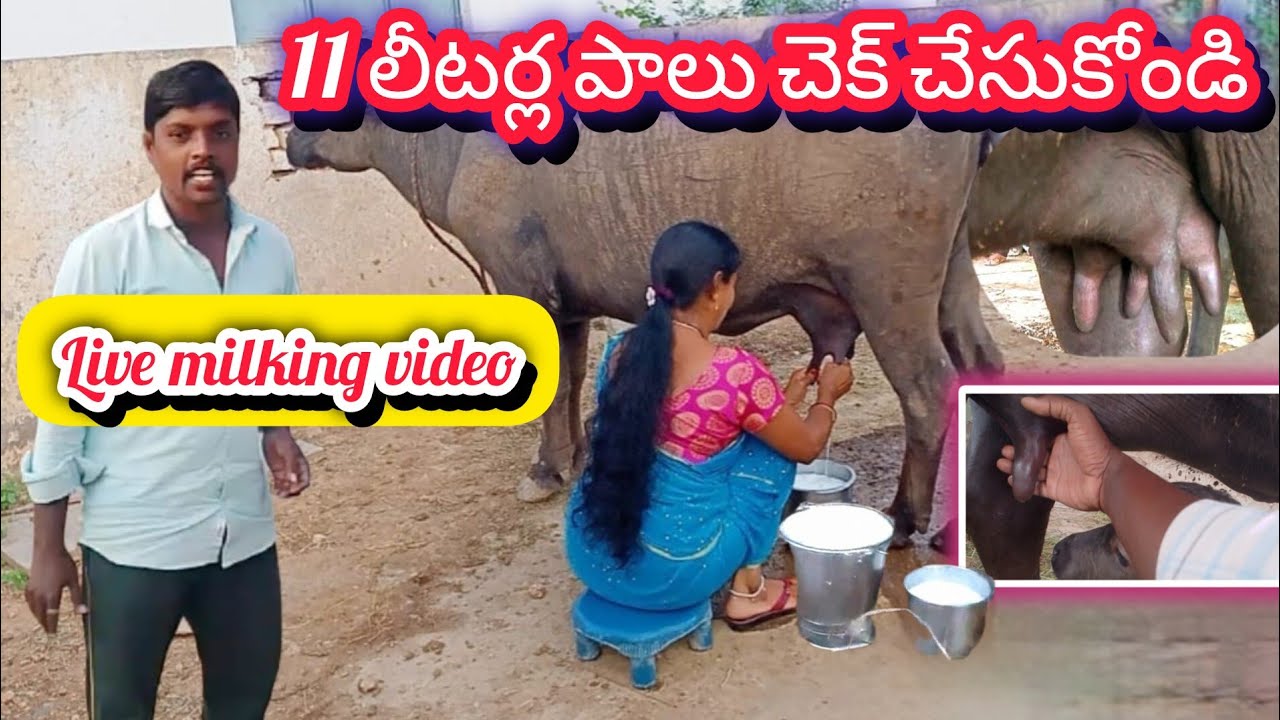 11 లీటర్ల పాలు చెక్ చేసుకున్న తర్వాతనే కొనండి. 