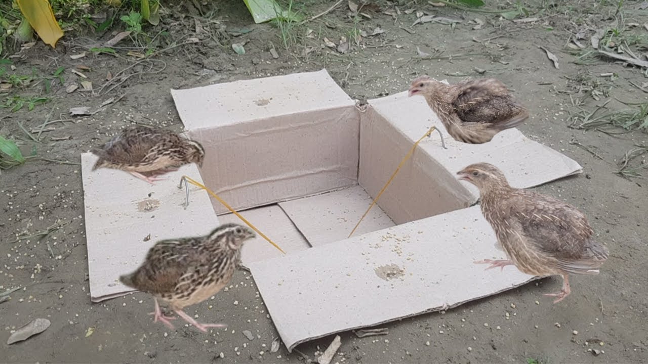 Creative DIY Underground Quail Bird Trap Using Deep Hole and Cardboard Box..