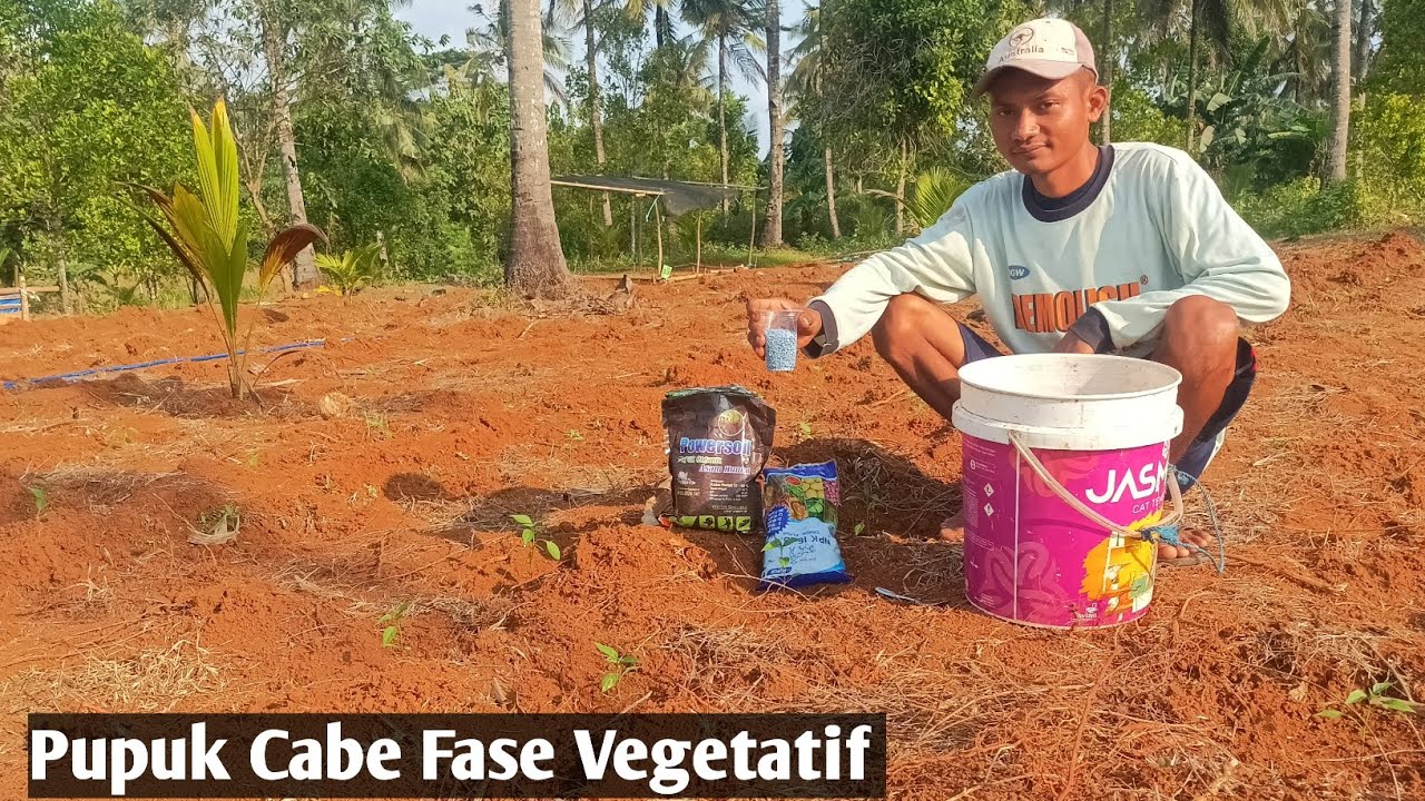 Pemupukan Tanaman Cabe Masa Pertumbuhan Menggunakan Pupuk NPK 16 Pak Tani Mix Asam Humat Powersoil 