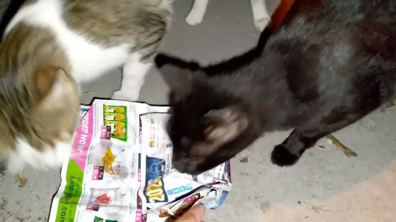 Ohhh look who's busy eating  inside the trash bin 🤣 #cat #mamacat #straycat #matercat 