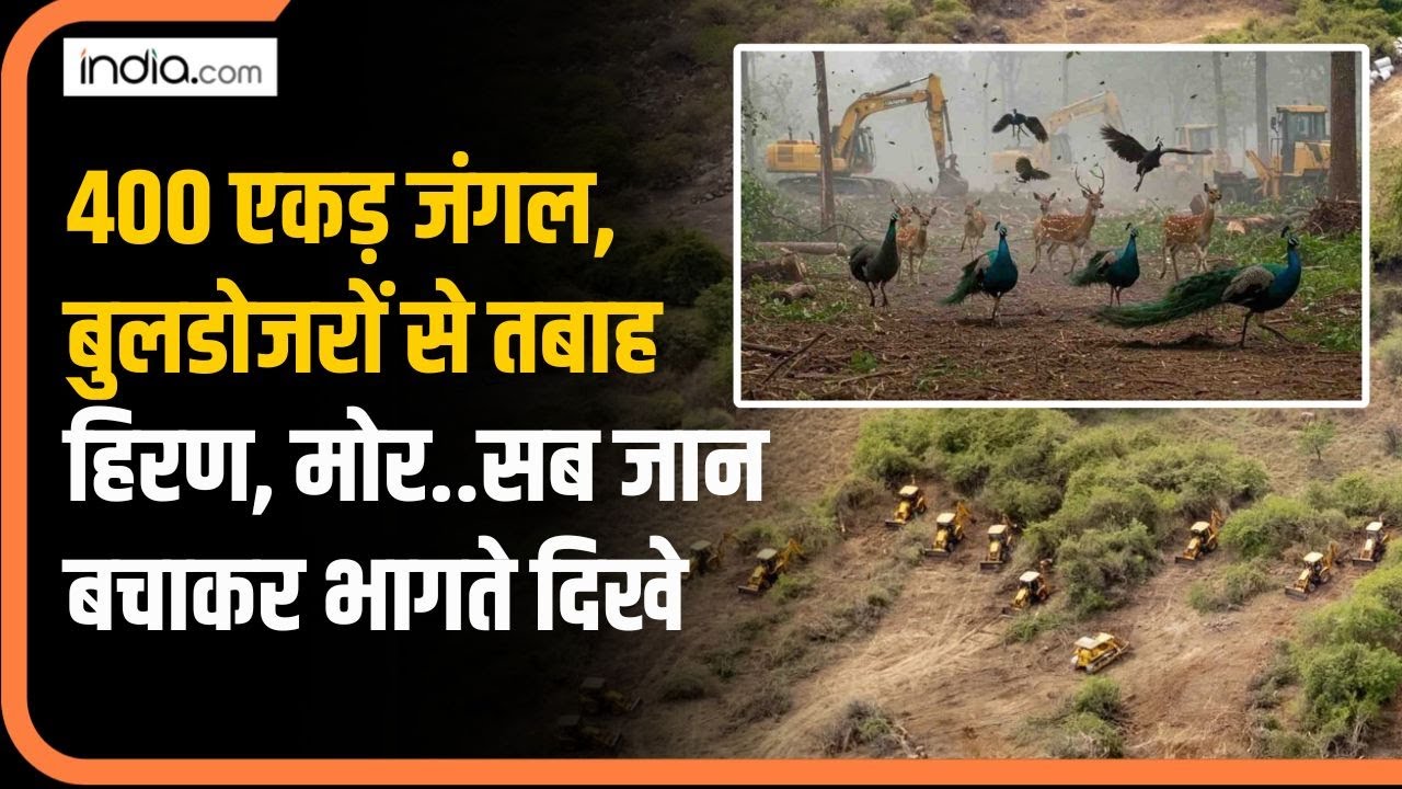 Hyderabad Forest: 400 एकड़ में फैला Kancha Gachibowli जंगल में चले बुलडोजर, खत्म हुए हजारों बेजुबान