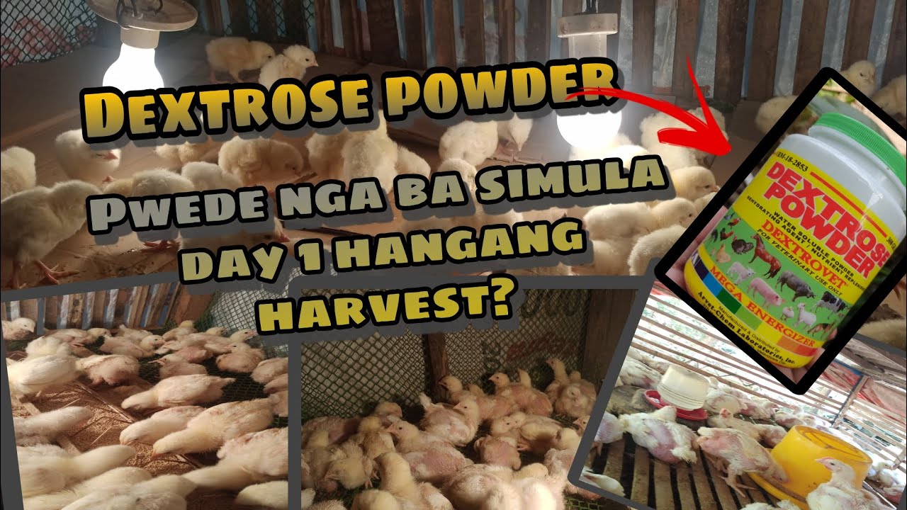 Dextrose powder pwede nga ba sa day1 hanggang harvest ? #chickenbusiness #chickenbroiler #tips