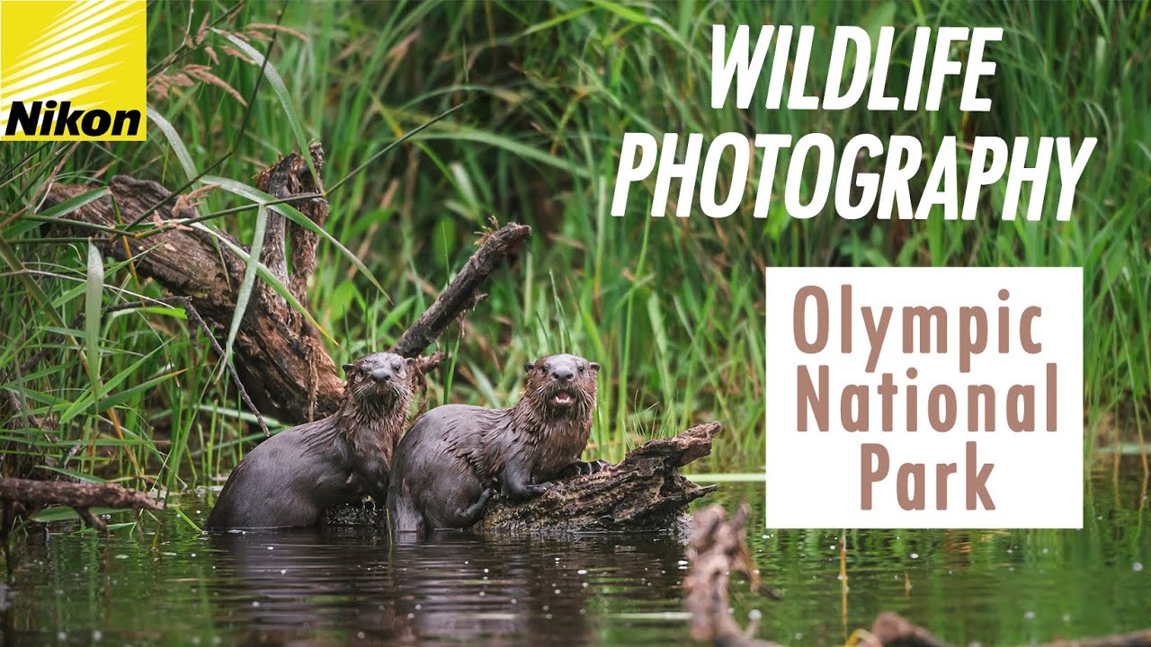 Coastal Wildlife Photography - NIKON Z6ii + Nikon 200-400mm - River Otters, Sea Otters and More!