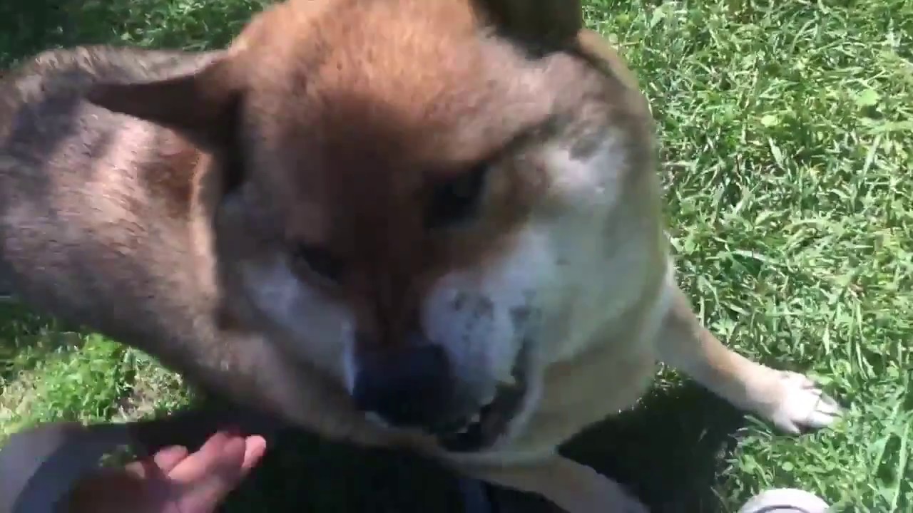 Simba the Aggressive Shiba Inu