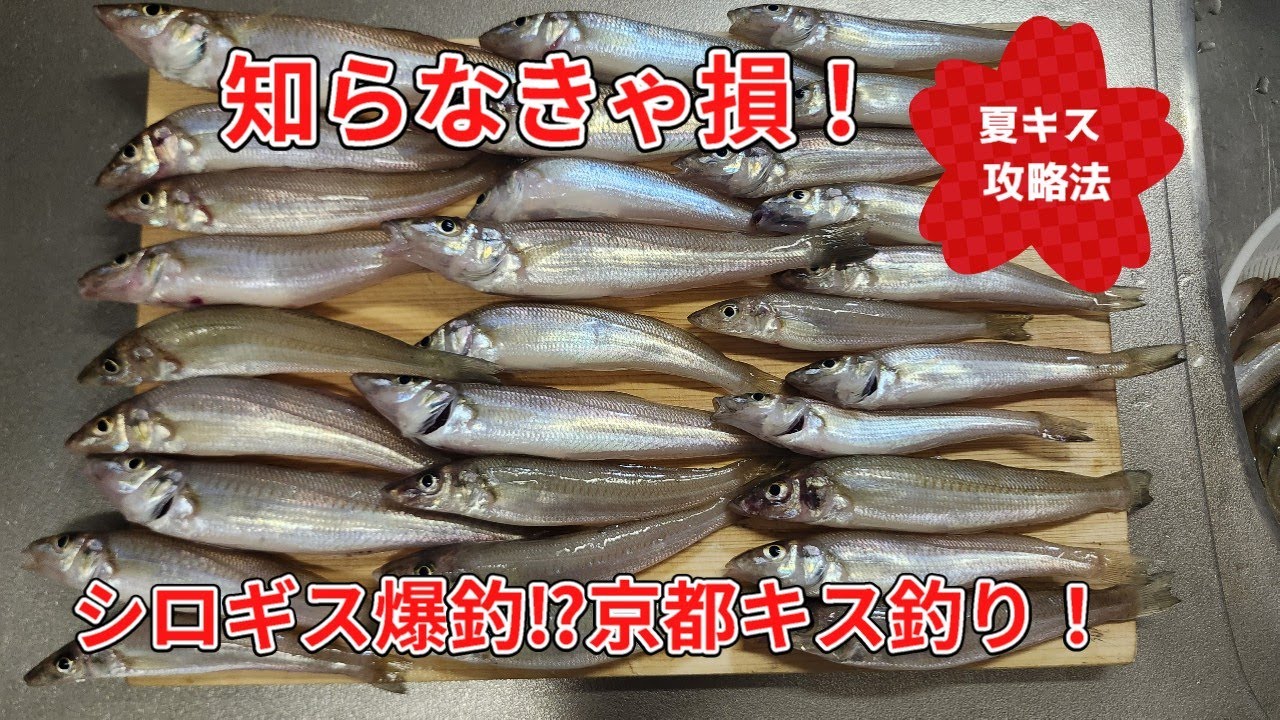 【キス釣り】夏の砂浜で数釣りを楽しむ～京都　日本海～　＃キス釣り