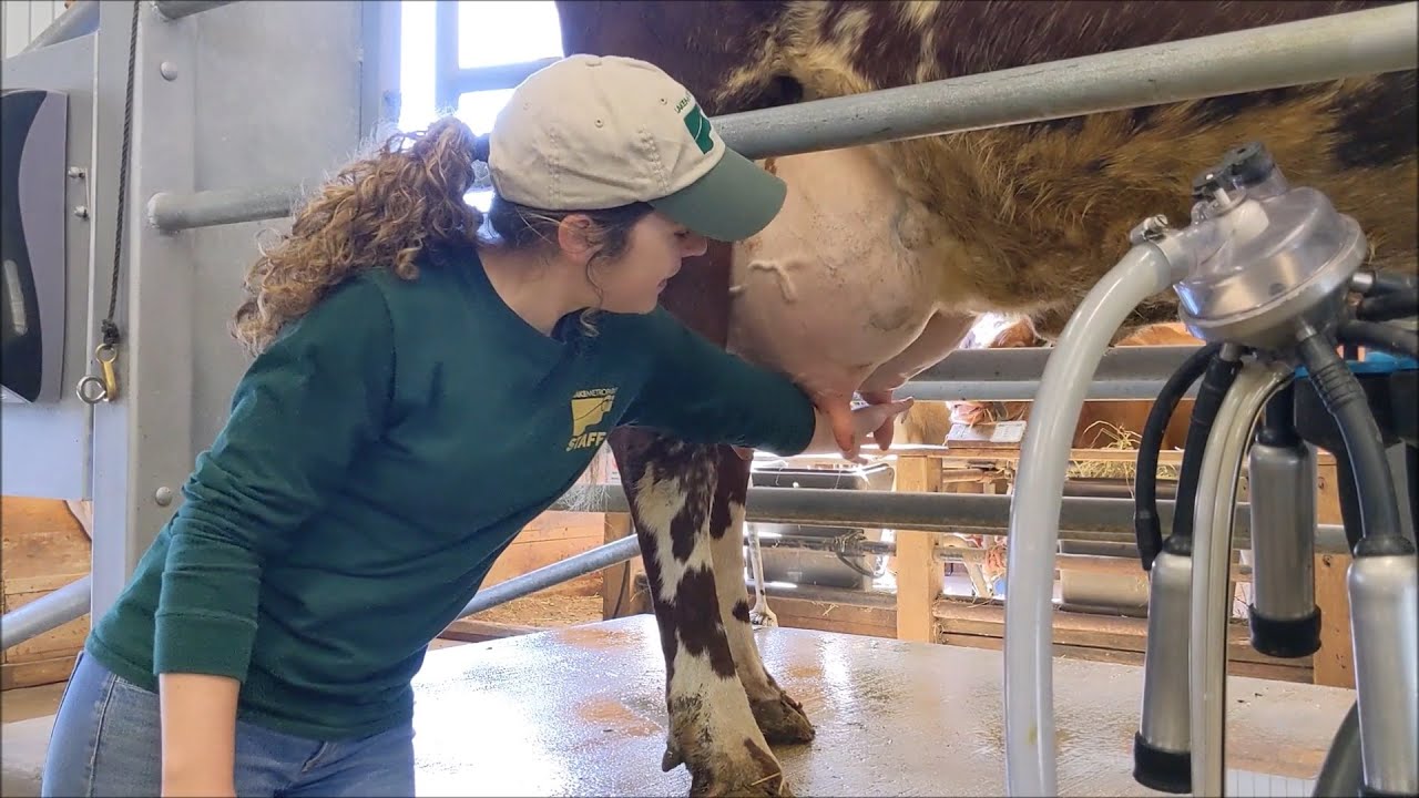 Milking a cow at Lake Metroparks Farmpark.