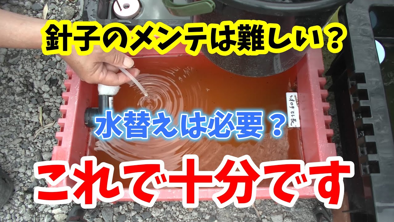 針子も段々と増えてきました！水も汚れてきています！針子の水換えは必要か？こんなメンテはどうでしょう♪