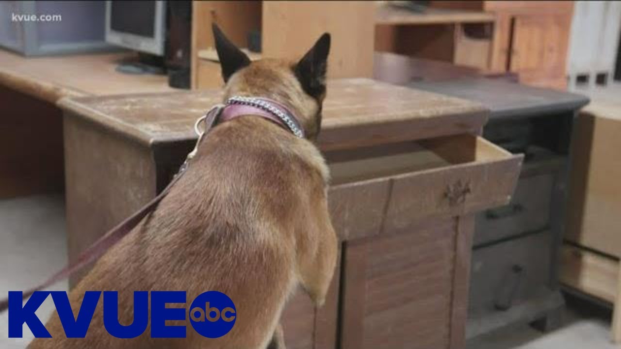 Liberty Hill Girl Scout giving back to police with K9 training | KVUE