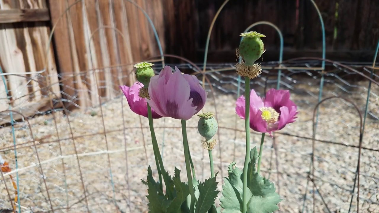 Papaver Somniferum Blooming Time-Lapse