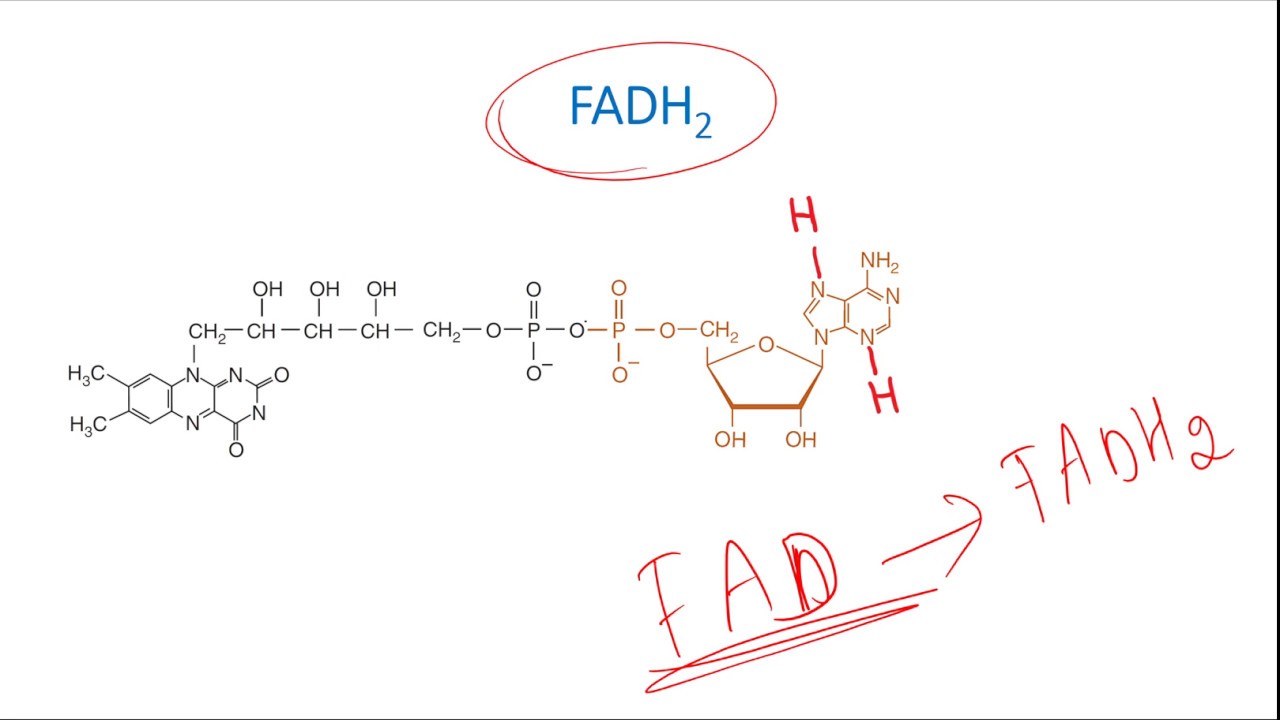 FMN, FAD, NAD, NADP - What are they?