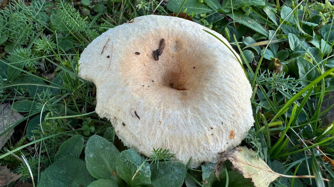 Lactarius pubescens, October 27, 2024