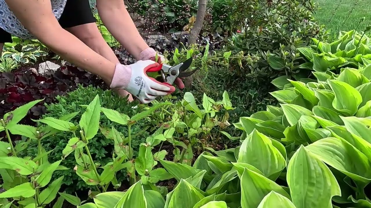 Deadheading Phlox & Penstemon, Planting Brunnera & Pulmonaria in the Way Back 🪴🦋🌼// Suburban Oasis