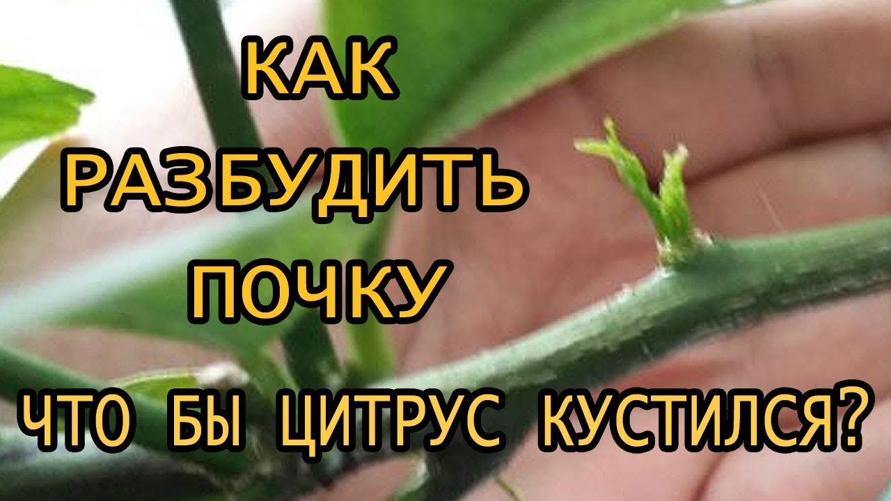 Как сделать домашний лимон кустистым. Как разбудить спящие почки на ветке