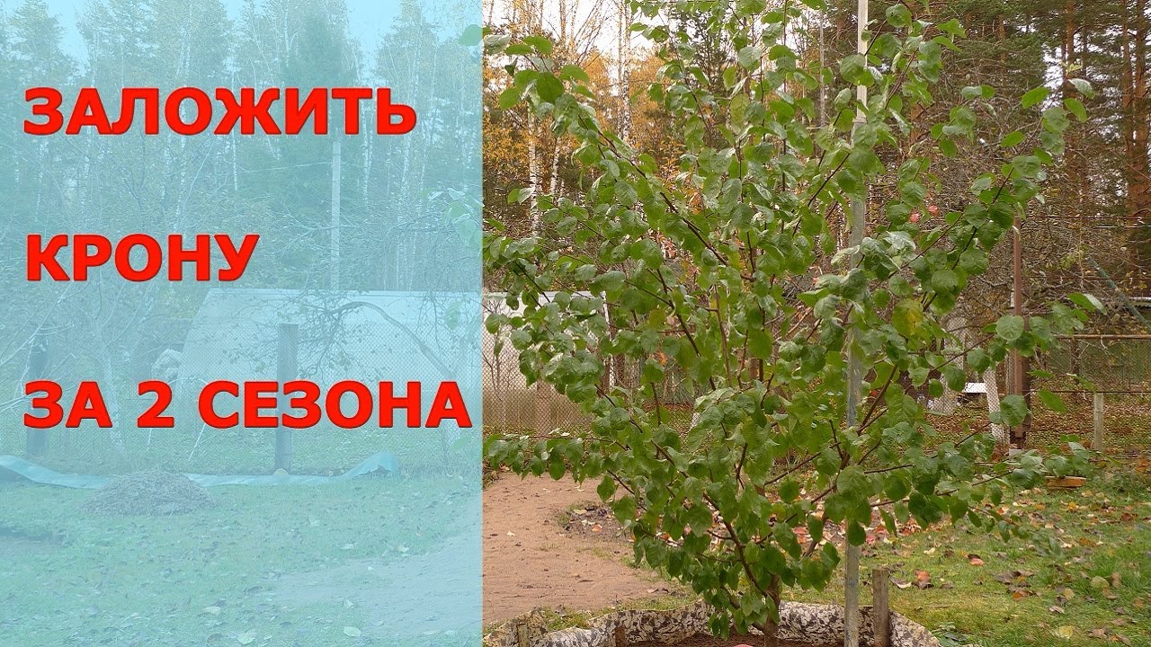 Летняя обрезка молодых деревьев сливы - для ускорения формировки и закладки гармоничной кроны