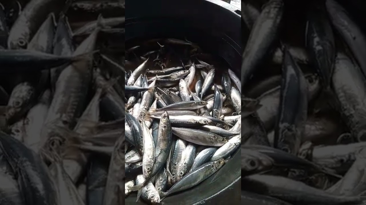 ikan dencis pulpen # TPI Cemara lama#