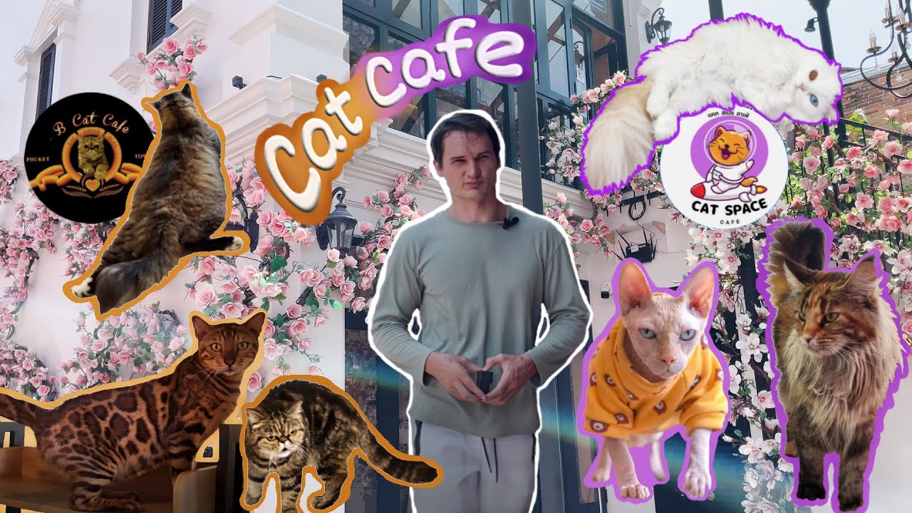 4K: Кото Кафе на Пхукете (Cat Cafe in Phuket). B Cat Café - Cat Space Cafe Phuket.