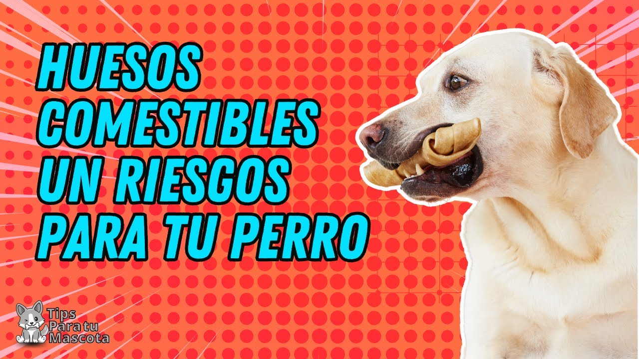 🐾🐶VENTAJAS Y DESVENTAJAS DE LOS HUESOS COMESTIBLES PARA PERROS