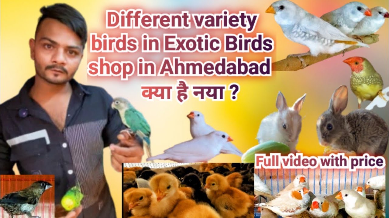 Exotic bird shop in Ahmedabad | finches new variety in Ayaan exotic bird shop # Tamed birds, Rabbits