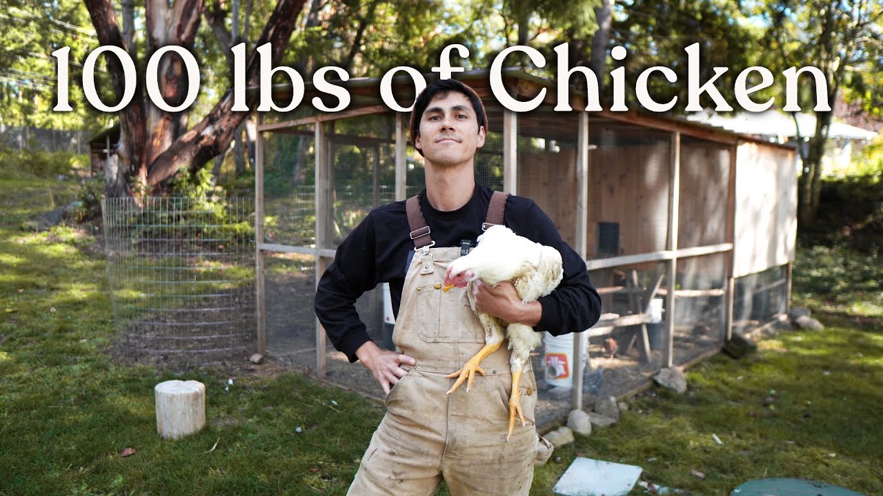 Я вырастил 100 фунтов курицы у себя на заднем дворе, не имея для этого земли.