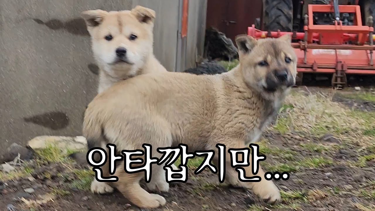 안타까운 길 위의 강아지들