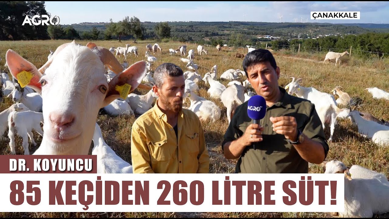 100 Keçiden Ayda Kaç TL Kazanıyor? Keçiclikte Para Var Mı?| Dr. Koyuncu