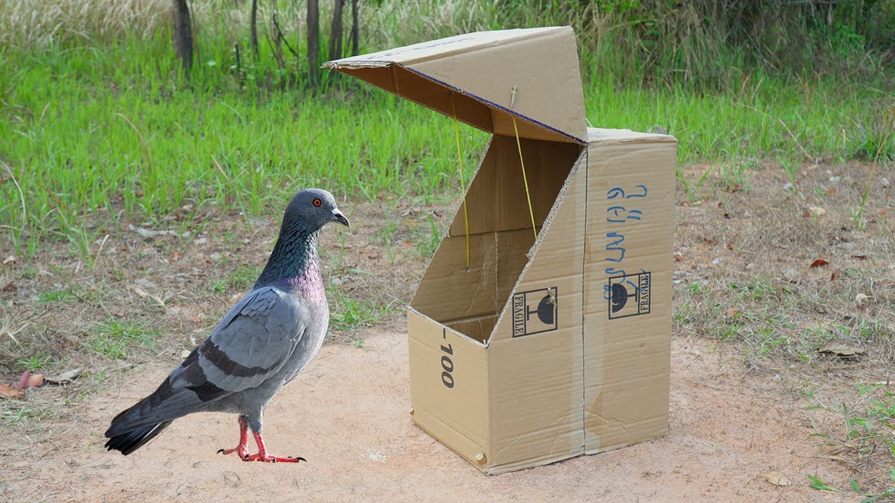 New Creative - Method Unique Bird Trap Using Cardboard Box