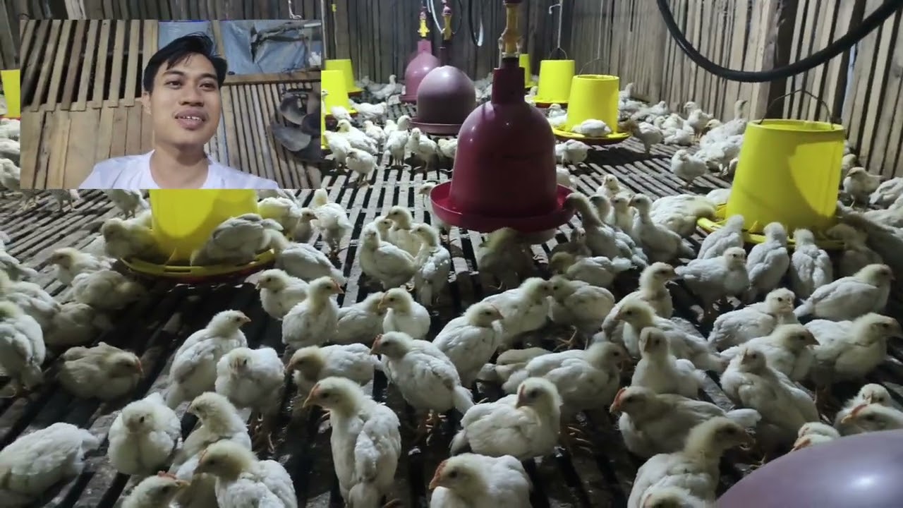 Ternak Ayam Pejantan Ditenggah Gempuran Tingginya Harga Telur & Daging Gen Z Mohon Supportnya