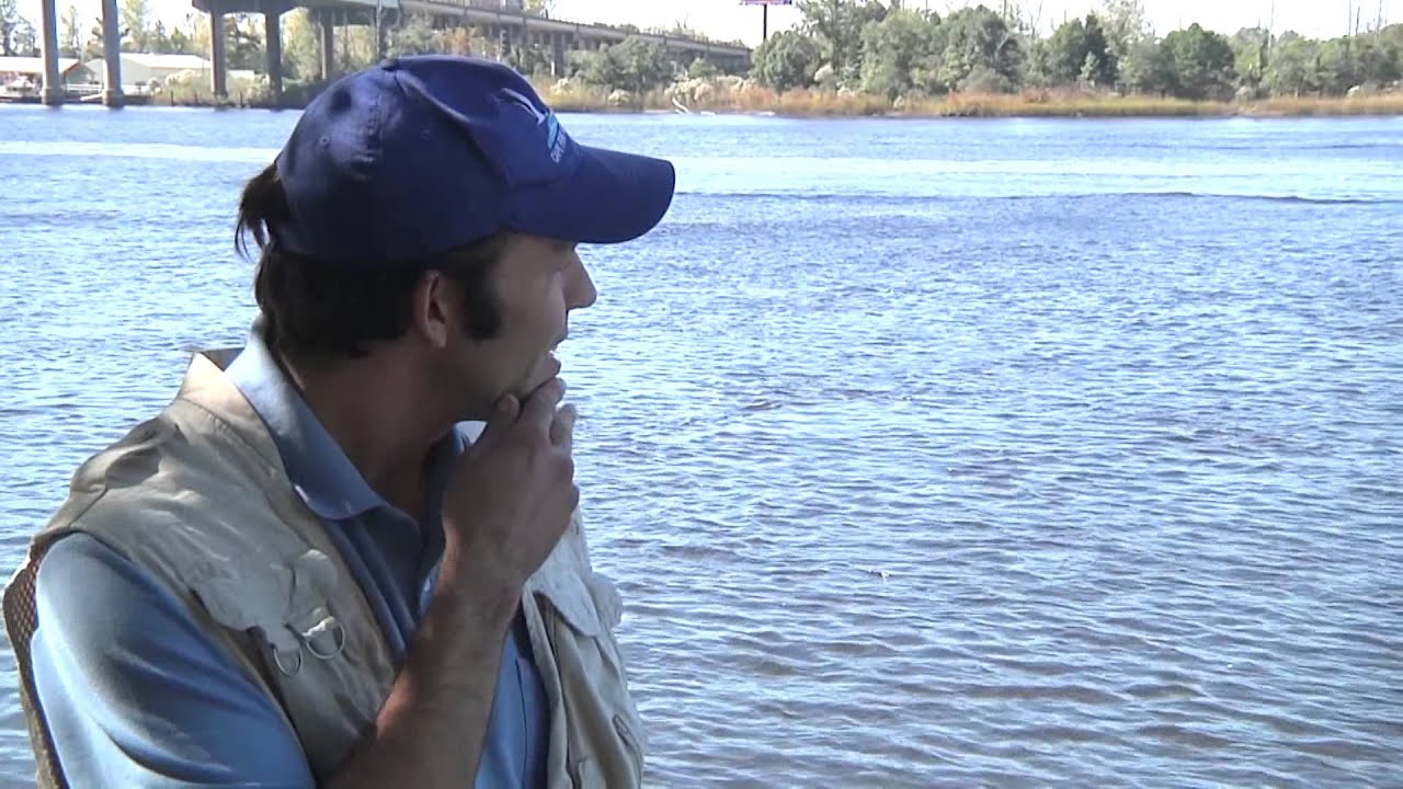 Cape Fear Critters - Cape Fear River