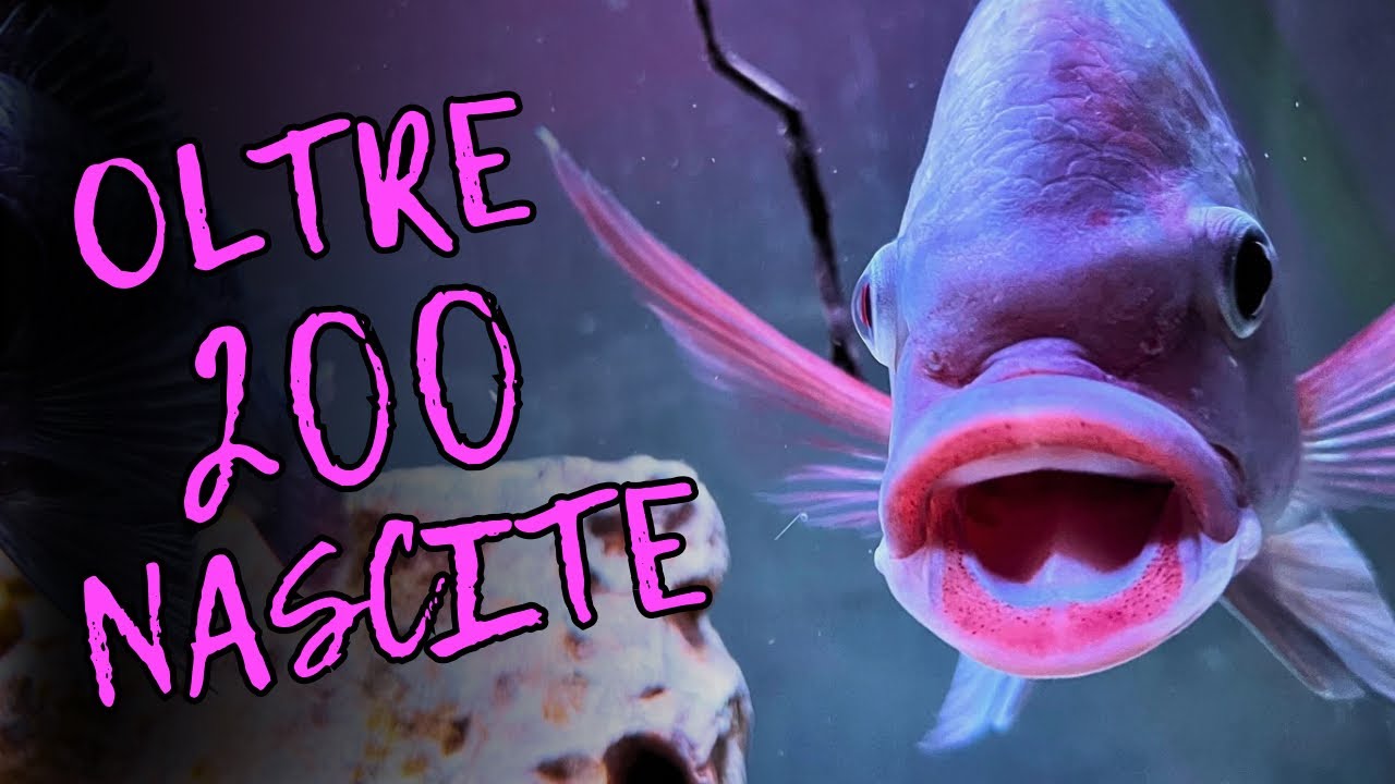 Cosa è successo all’Acquario Didattico delle Tilapie Giganti? 
