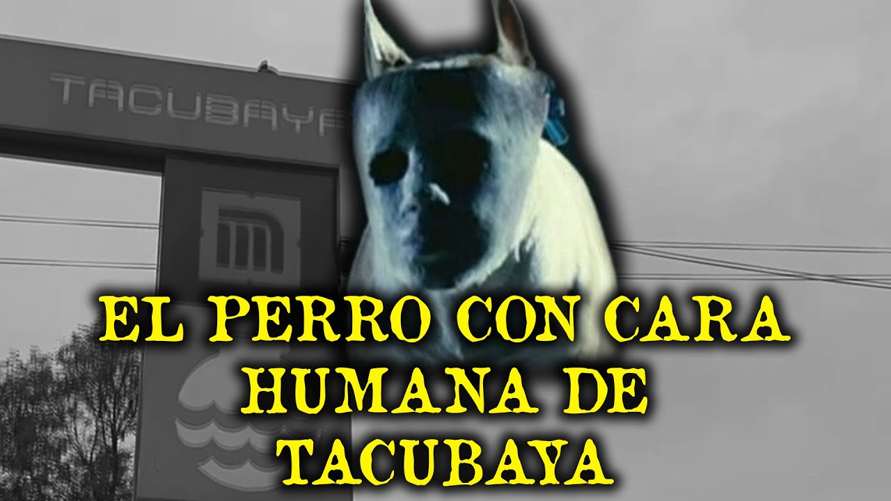 EL PERRO CON CARA HUMANA DE TACUBAYA - EXPERIENCIAS CON PERROS ACTUANDO COMO HUMANOS
