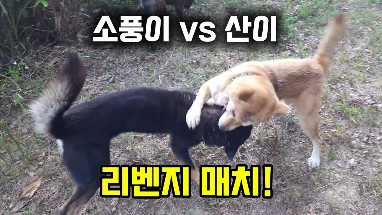 서열싸움 리벤지! 소풍이의 서열 재도전!