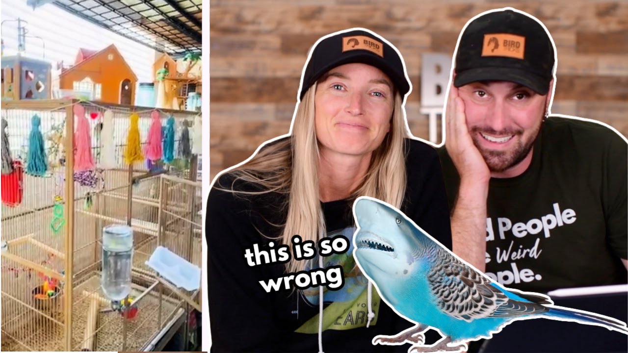 Reviewing Our Subscribers Bird Cage Set Ups | Part 4
