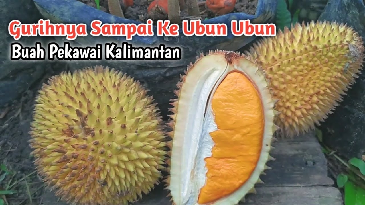 INI MANTAP !! UNBOXING PEKAWAI KALIMANTAN YANG SUPER GURIH DAN SEDAP