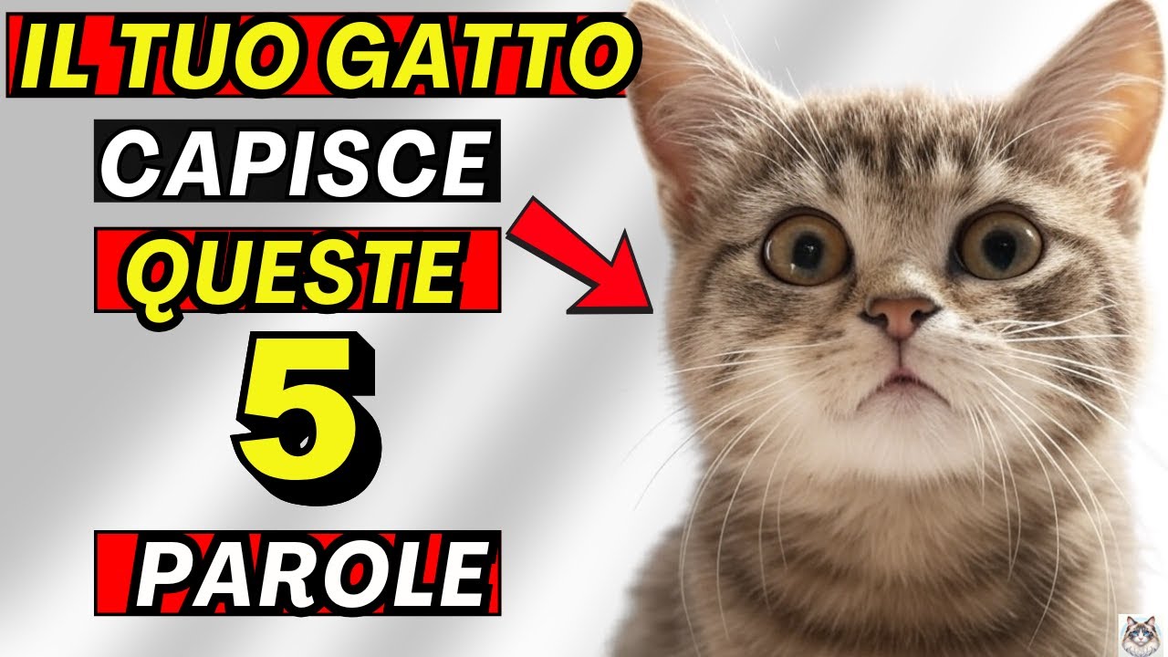 5 PAROLE che il tuo GATTO CAPISCE DAVVERO!  (E non te lo aspetti!)