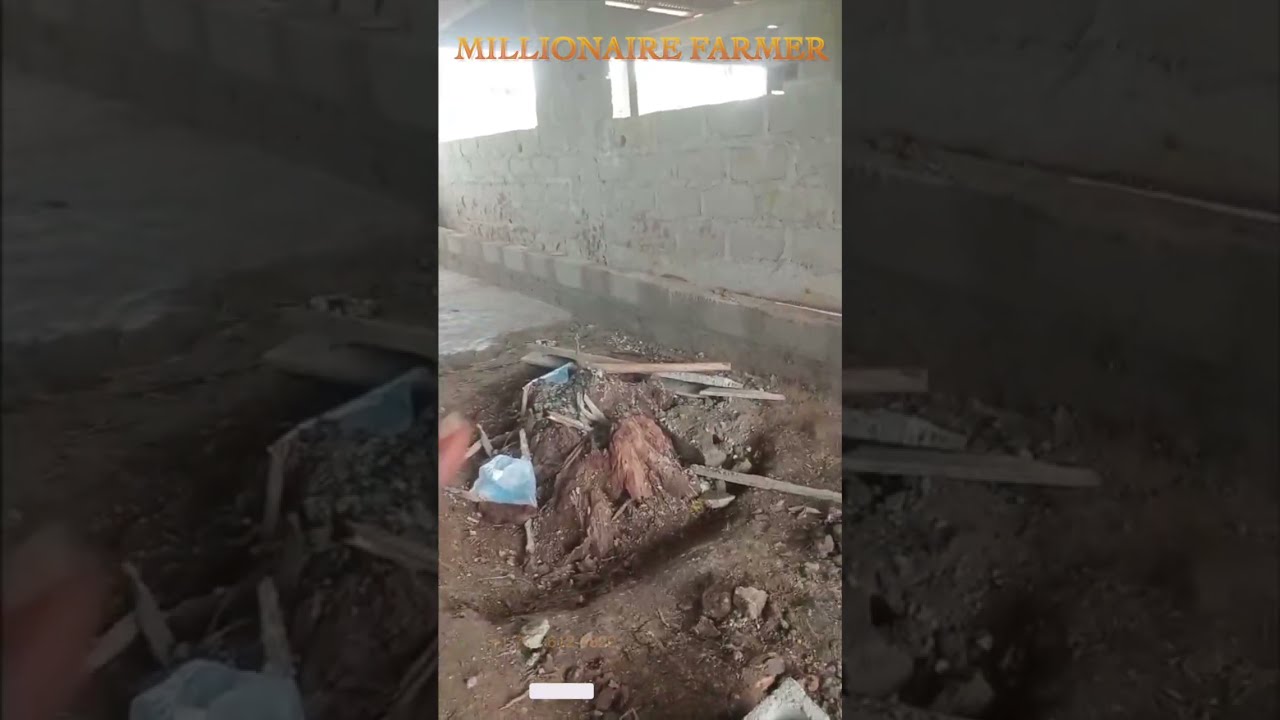 Pig Farming in Liberia- Modern Pig Pen Casting #1