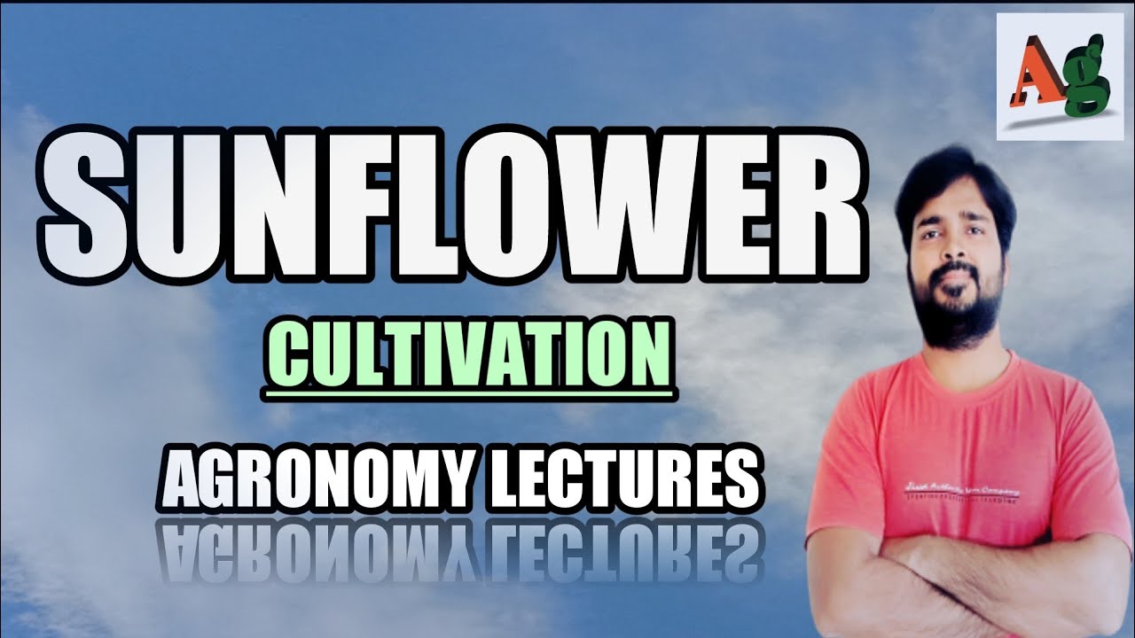 Cultivation of Sunflower in India | Agronomy Lectures | Agriculture Jobs RS Rajput