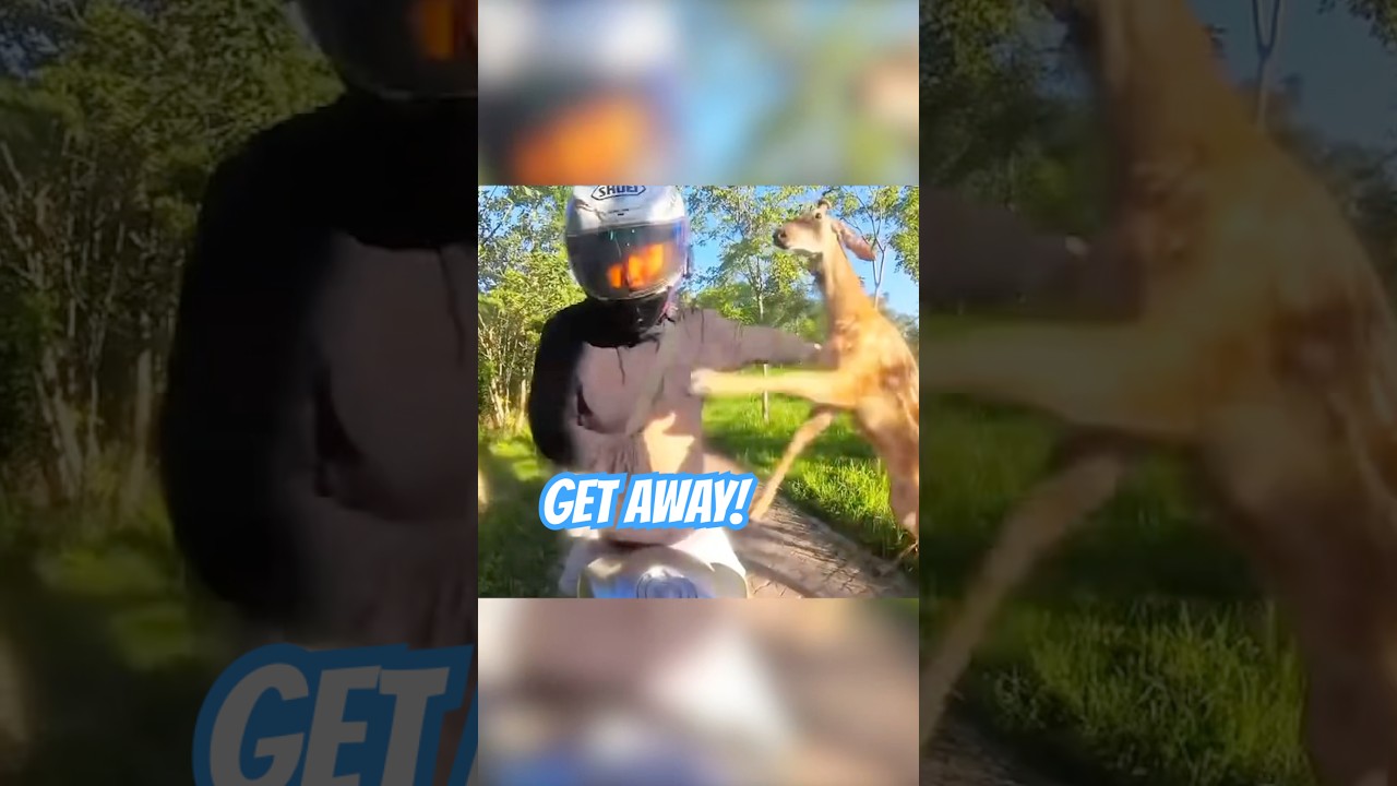 Biker gets attacked by a deer 🦌💥 (via xbikex1/ig)