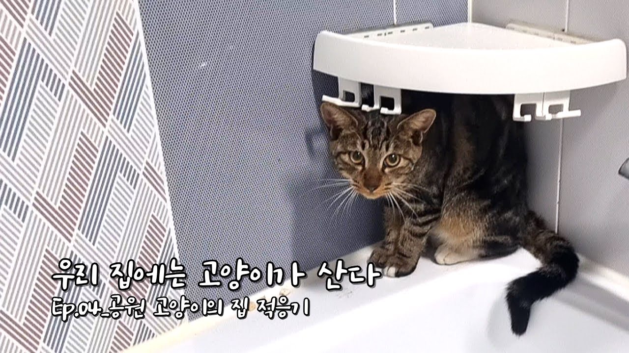 Станем домашним котиком! Эп. 4_Адаптация паркового котика к дому #кот #парковыйкот #уличныйкот #Мори