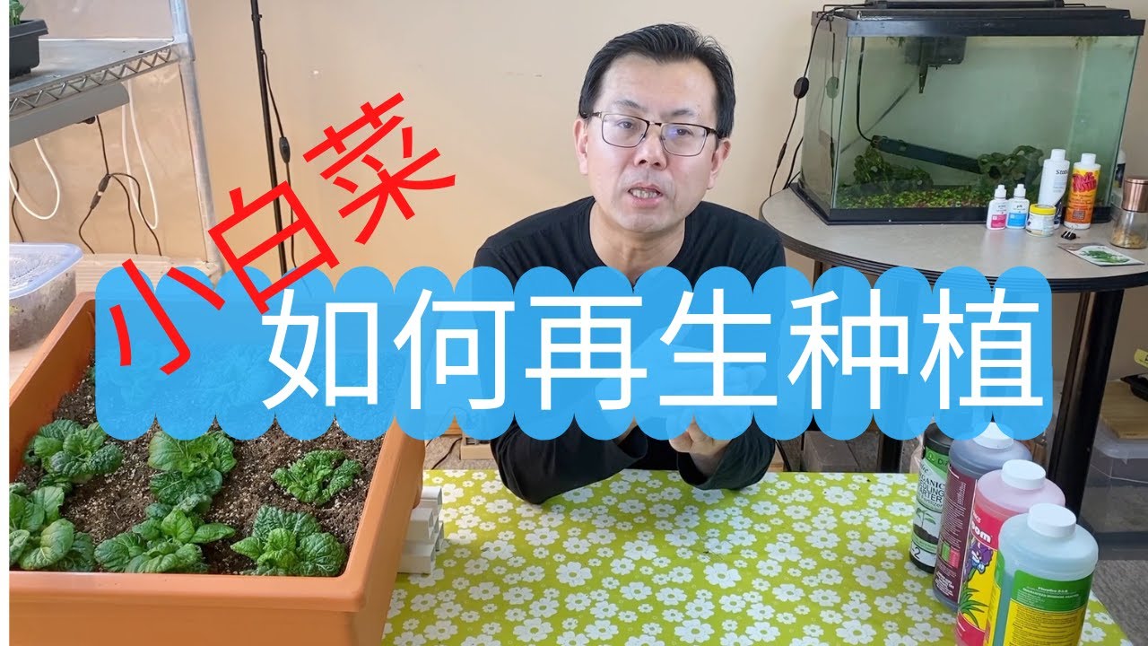 小白菜如何再生种植？再生的菜比买来的还多，看看我是怎做到的！