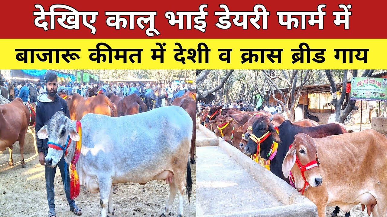 देखिए लखनऊ पशु मंडी में देशी और क्रास ब्रीड गाय (35 से 60) हजार रुपए में || kalu bhai dairy farm