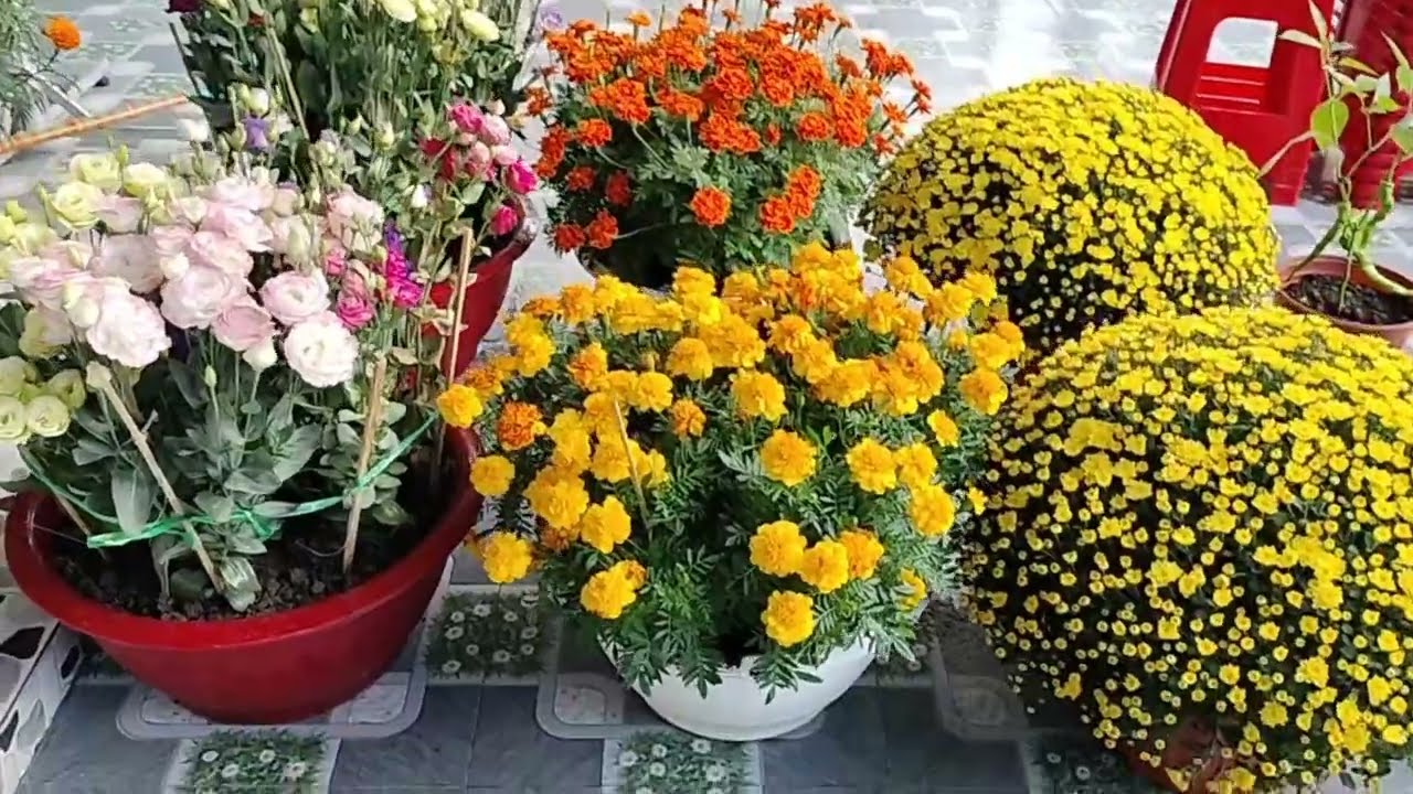 Hoa kiểng  năm 2026
