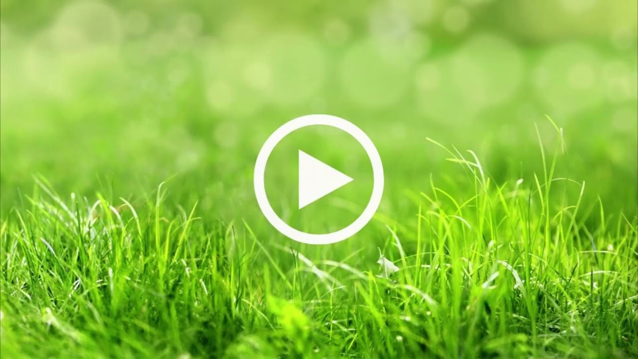 Sudden Impact for Lawns + POPUL8