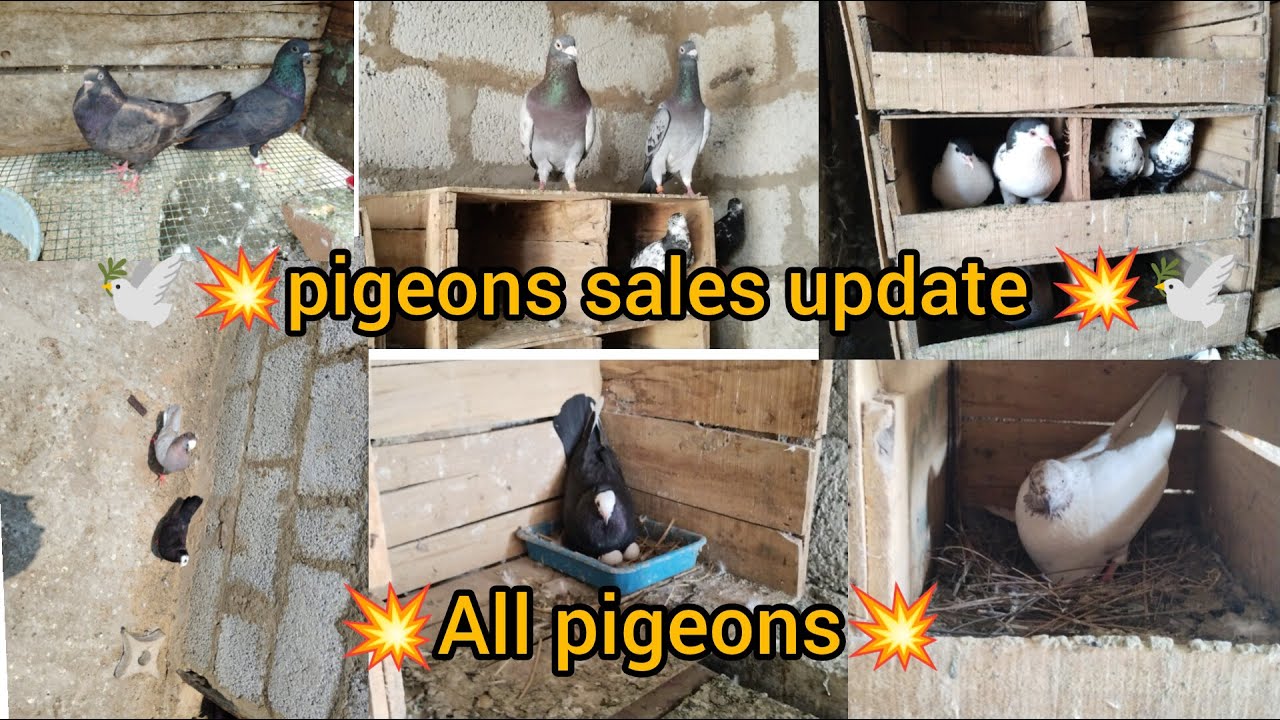 💥Pigeons sales coop update||cont:6379909242 |Tirunelveli| |trending#sales#videos#upload#viral#video#