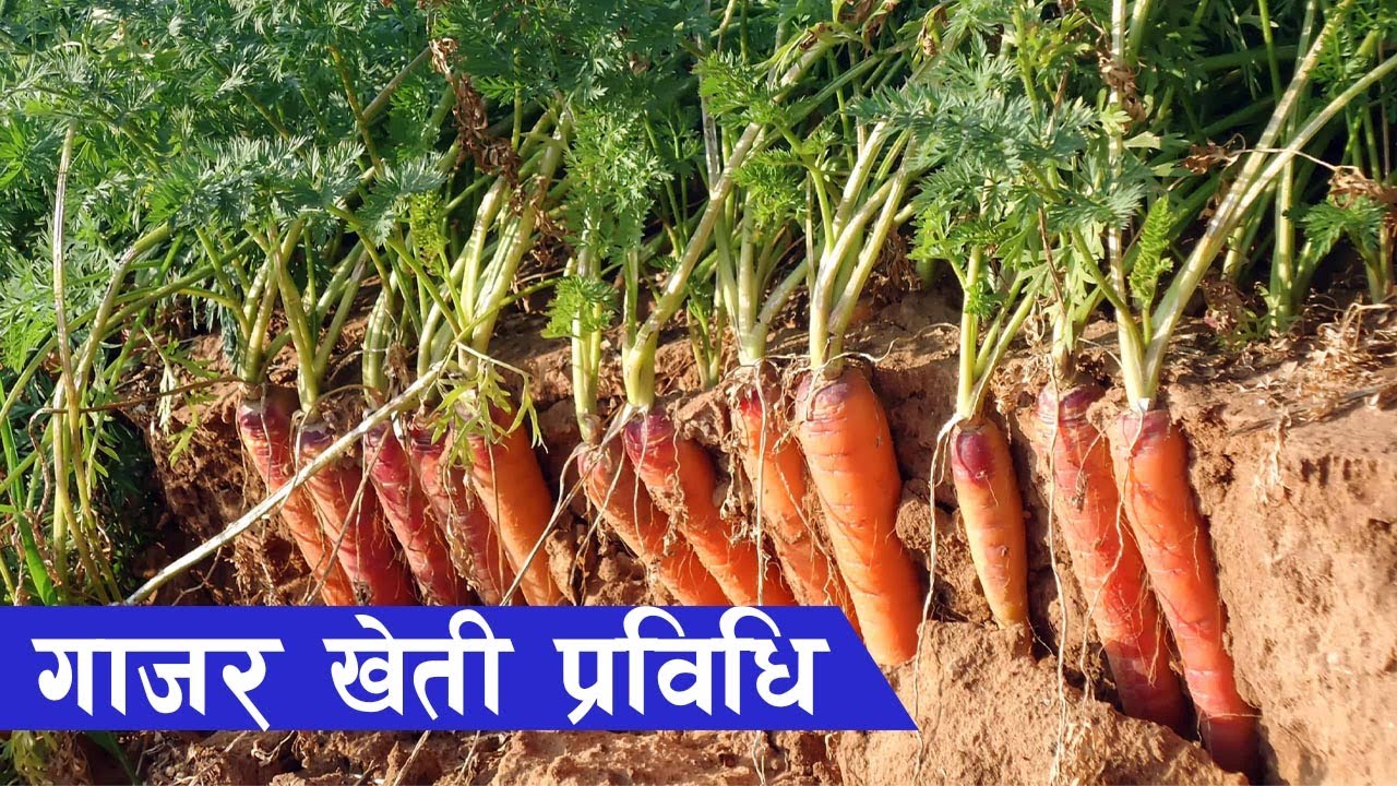आधुनिक गाँजर खेती प्रविधि || Carrrot Farming in Nepal ||