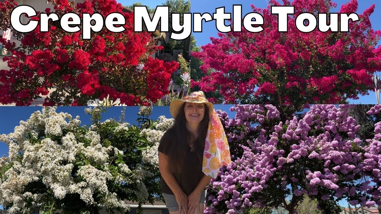 Crepe Myrtle Tree TOUR - Massive Blooms & Color!