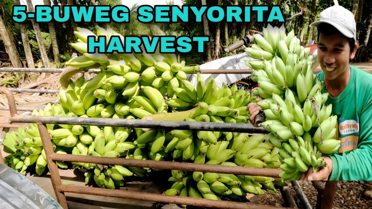 5 BUWEG na senyorita harvest