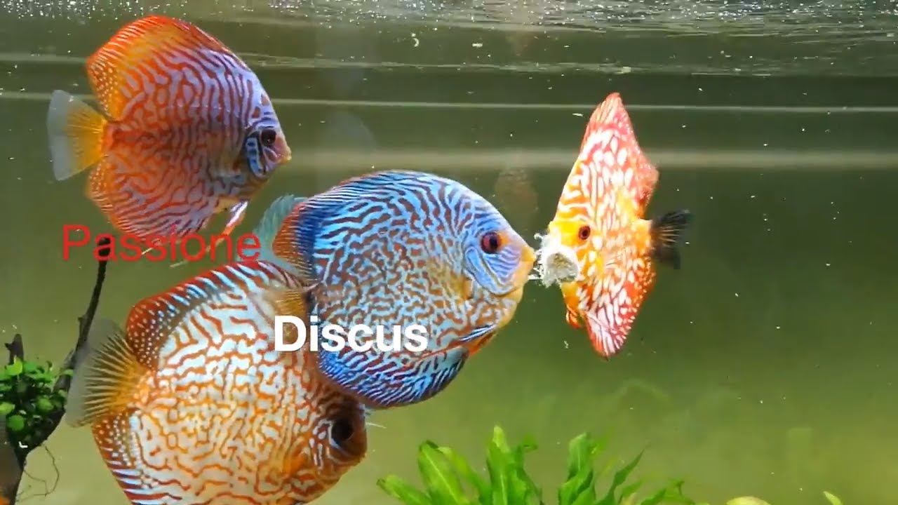 Nutrire discus con tubifex