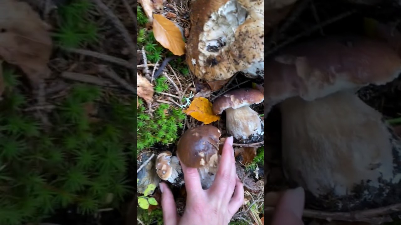 #грибы #borowiki #гриби #grzyby #steinpilze #cepes #funghiporcini #boletusedulis